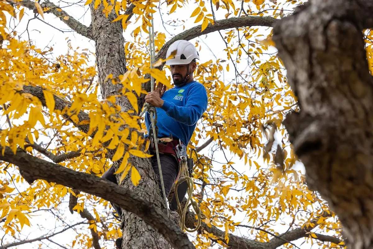 Skilled Tree Pruning crew working in Tarawa Terrace